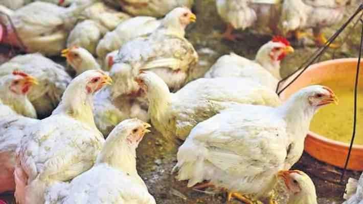 during corona lockdown bihar suffering from bird flu in patna and nalnda pra during corona lockdown bihar suffering from bird flu in patna and nalnda pra