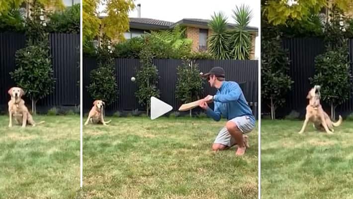 Kane Williamson's pet dog Sandy as good as him at slip catching Kane Williamson's pet dog Sandy as good as him at slip catching