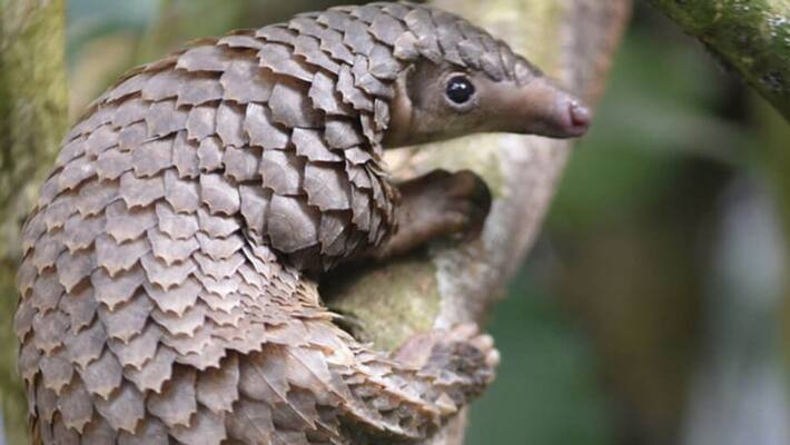 pangolin might be the source of novel coronavirus pangolin might be the source of novel coronavirus