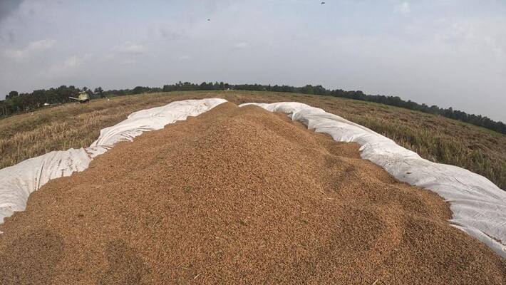 no place to keep harvested paddy unexpected rain cause damage farmers in grief no place to keep harvested paddy unexpected rain cause damage farmers in grief
