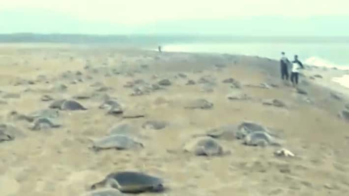 At the period of lock down millions of turtles occupied the beach or Odisha At the period of lock down millions of turtles occupied the beach or Odisha
