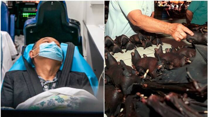 COVID-19 patient zero allegedly had physical relations with bats COVID-19 patient zero allegedly had physical relations with bats