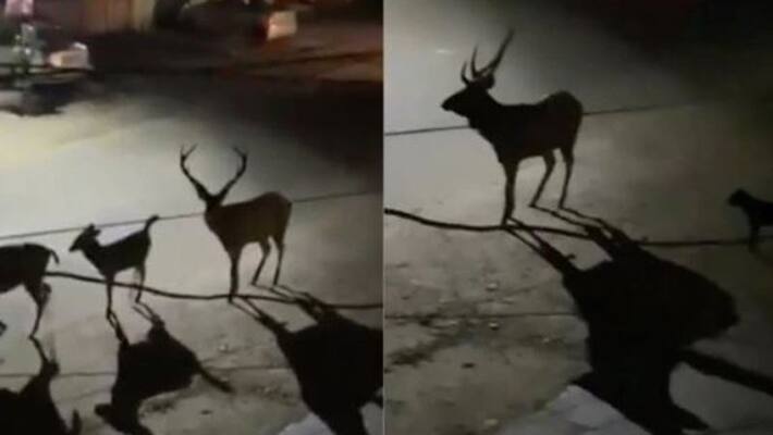Is it an wonderland, asks netizens Is it an wonderland, asks netizens