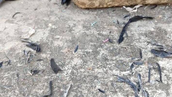 Unknown ashes found in the various places adjoined to Kolkata Unknown ashes found in the various places adjoined to Kolkata