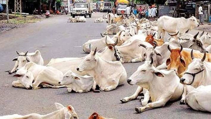 Commendable initiative of Ambala administration, will provide food for stray animals during lockdown kpm Commendable initiative of Ambala administration, will provide food for stray animals during lockdown kpm