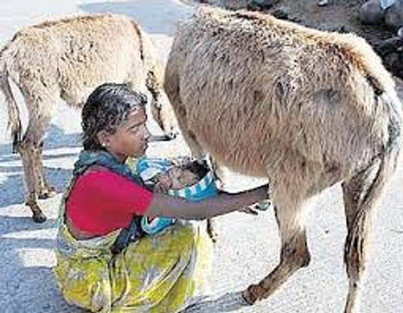 Donkey Selling Families Back To Home