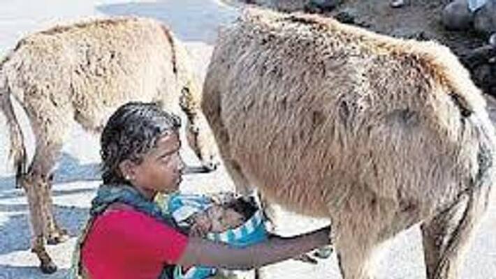 Donkey Selling Families Back To Home Donkey Selling Families Back To Home