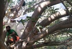 Learn why migrants are forced to live in trees in Bengal