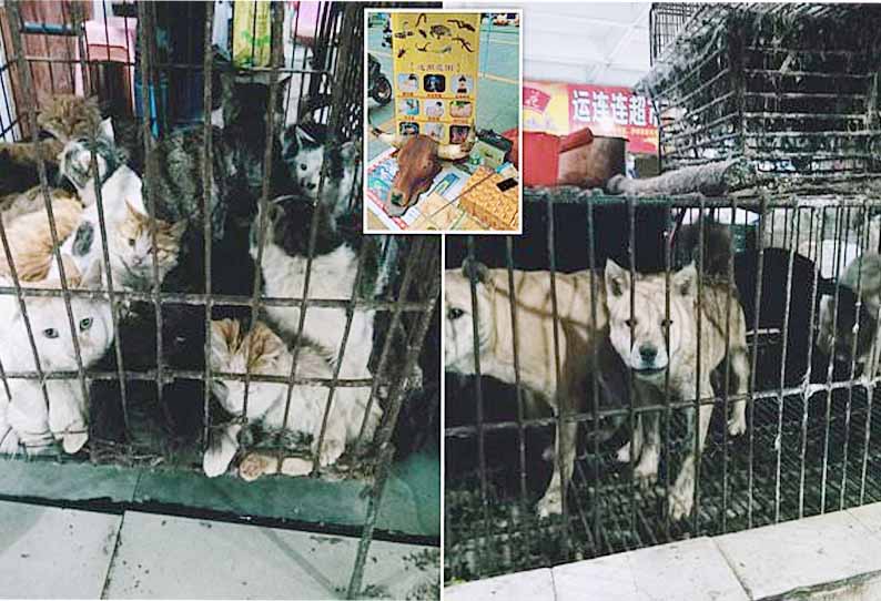 Will they ever learn, Chinese markets are still selling bats and rabbits Will they ever learn, Chinese markets are still selling bats and rabbits