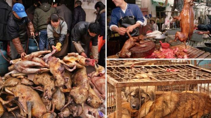north china ban snake and monkey cat dog meet and eat north china ban snake and monkey cat dog meet and eat