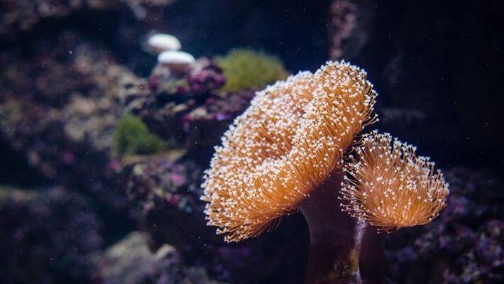 Indian Ocean coral reefs at high risk of collapse could be destroyed in next 50 years gcw Indian Ocean coral reefs at high risk of collapse could be destroyed in next 50 years gcw