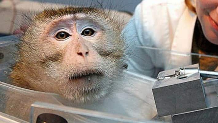 monkey test gave confident regarding corona virus monkey test gave confident regarding corona virus