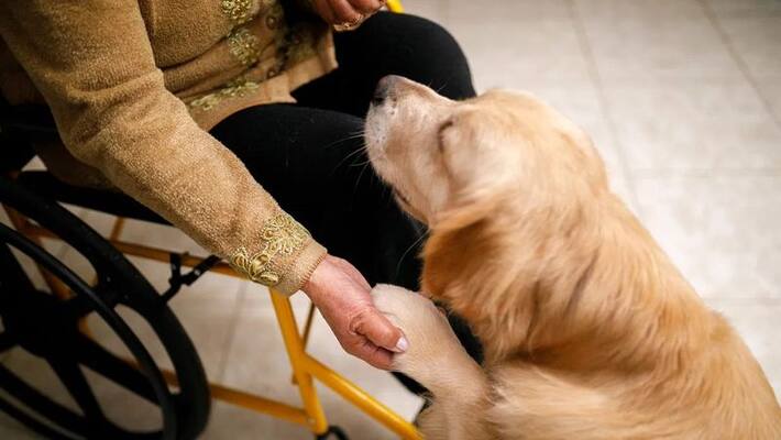dog will be use for find out virus affected person's - scientist's research says dog will be use for find out virus affected person's - scientist's research says