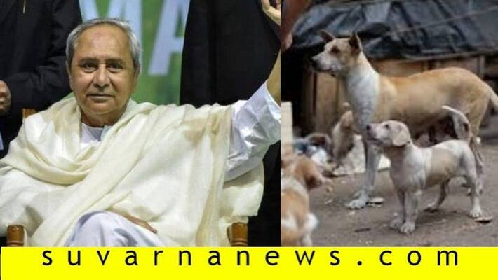 Odisha Govt sanctions 54 lakhs to feed stray animals Odisha Govt sanctions 54 lakhs to feed stray animals