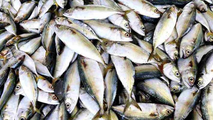 Fish rate during covid 19 lockdown in kerala Fish rate during covid 19 lockdown in kerala