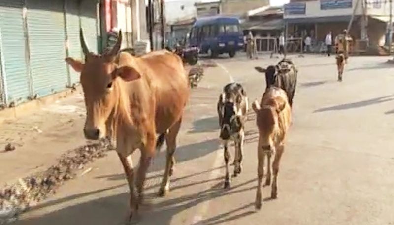 Baghel government will buy cow dung, try to woo Hindus or will be good for cattle