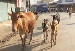 Baghel government will buy cow dung, try to woo Hindus or will be good for cattle