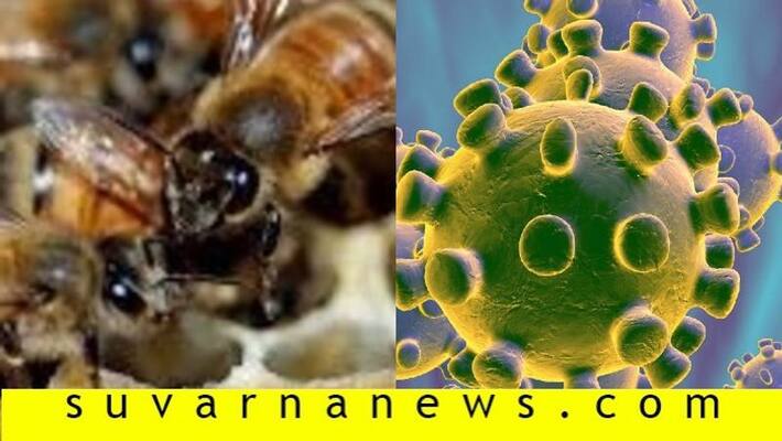 Honey bee attacks priest as they perform pooja agaisnt covid19 Honey bee attacks priest as they perform pooja agaisnt covid19