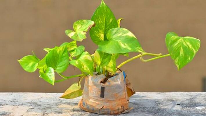 vastu tips: know the dos and dont's of keeping money plant at home KPI vastu tips: know the dos and dont's of keeping money plant at home KPI
