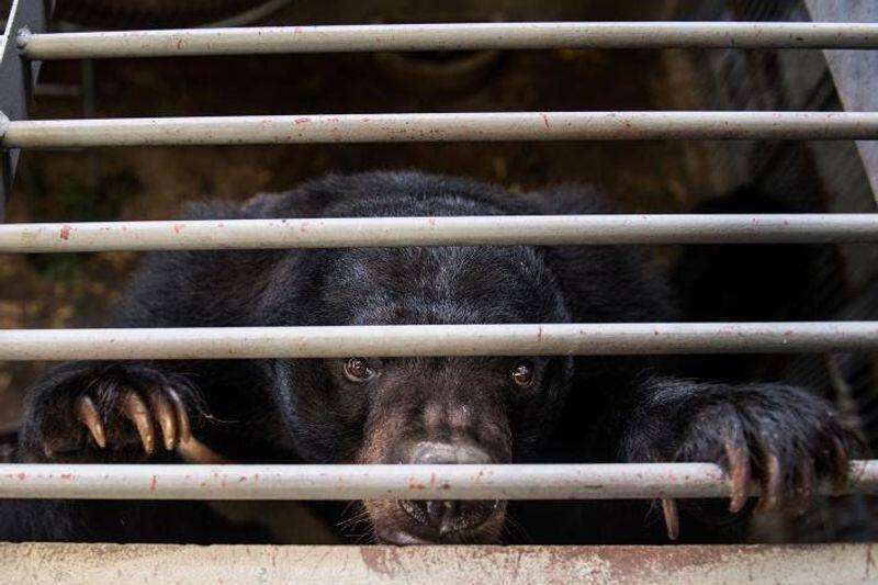 China promotes bear bile as coronavirus cure by T Arun Kumar
