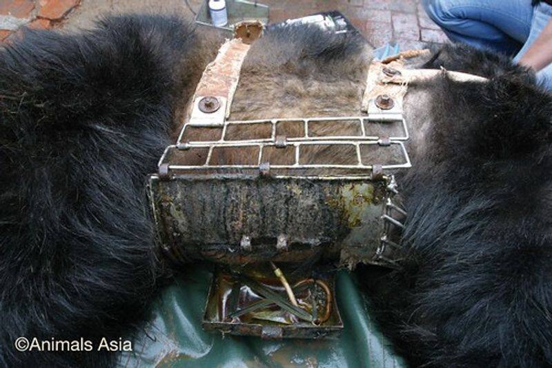 China promotes bear bile as coronavirus cure by T Arun Kumar