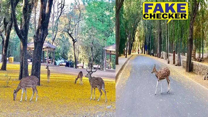 deer photos from sgnp borivali viral as lake club chandigarh during lockdwon kpt deer photos from sgnp borivali viral as lake club chandigarh during lockdwon kpt
