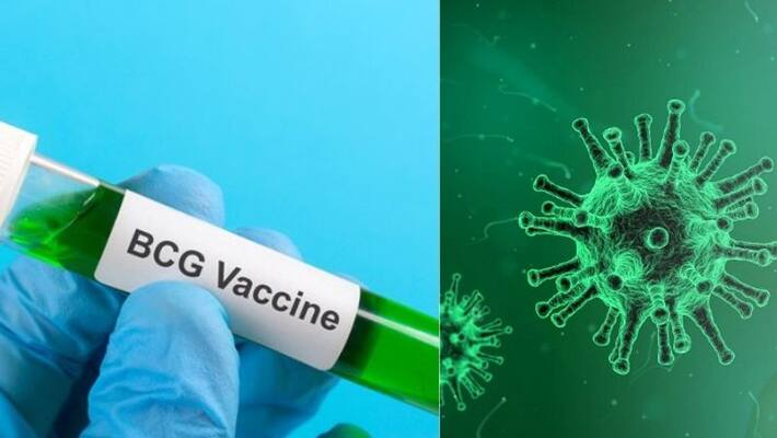 US scientists link BCG vaccination with coronavirus cases US scientists link BCG vaccination with coronavirus cases