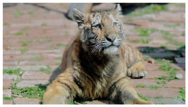 Tiger test corona positive to amitabh bachchan top 10 news of April 6