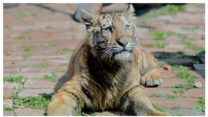 Tiger at US zoo tests positive for coronavirus Tiger at US zoo tests positive for coronavirus