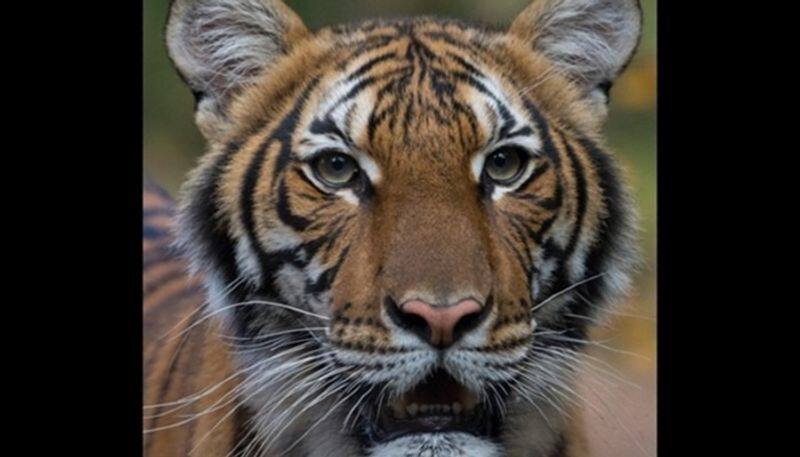 Coronavirus India zoos high alert after tiger tests positive COVID-19 in US