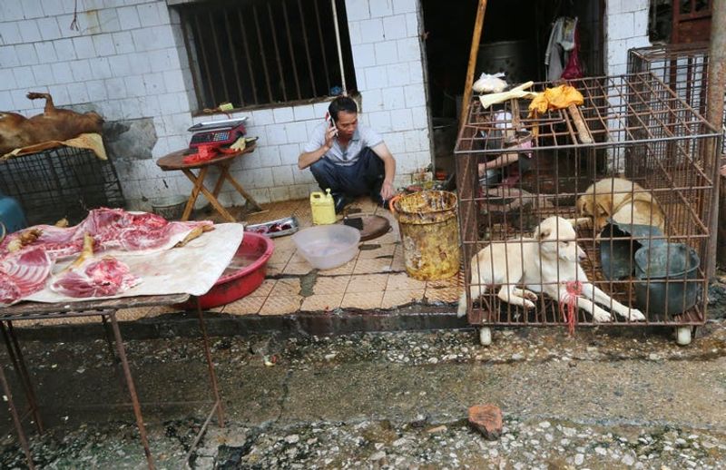 चीन में लोग जंगली जानवर खाना काफी पसंद करते हैं। यहां चिकन-मटन के अलावा लोग कुत्ते-बिल्ली और अन्य जंगली जानवर खाते हैं।