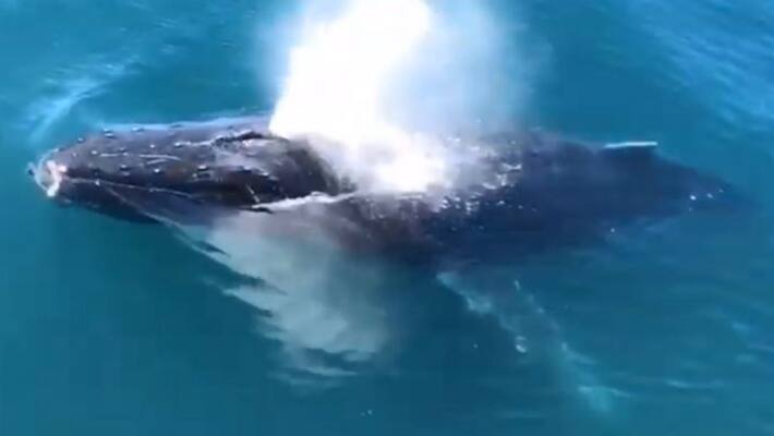 video of whale at sea is viral as bombay high court from indonesia kpt video of whale at sea is viral as bombay high court from indonesia kpt