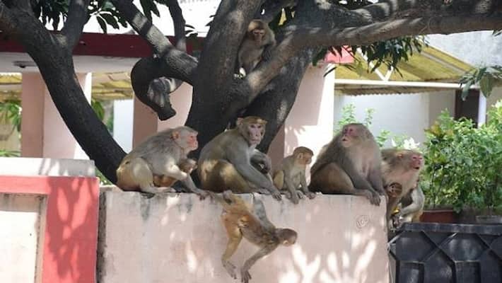 The monkeys are troubled by the lockdown, attacking people asa The monkeys are troubled by the lockdown, attacking people asa