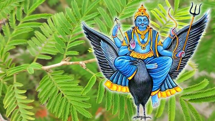 These 4 remedies of shami plant can relieve your problems, may please Shani Dev KPI These 4 remedies of shami plant can relieve your problems, may please Shani Dev KPI
