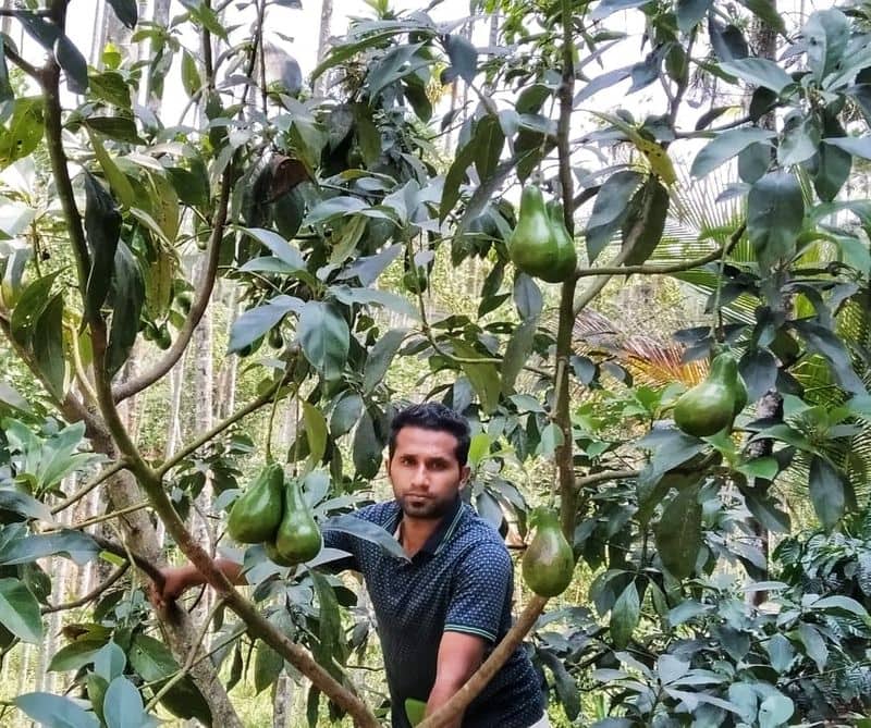 Avocado farmers wayanad issues
