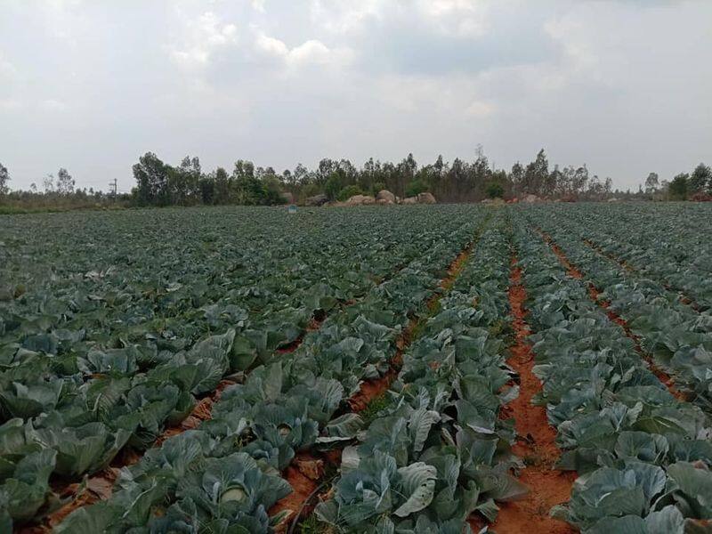 Maluru Congress MLA KY Nanjegowda bought Farmers vegetable crop Due To Corona Lock Down