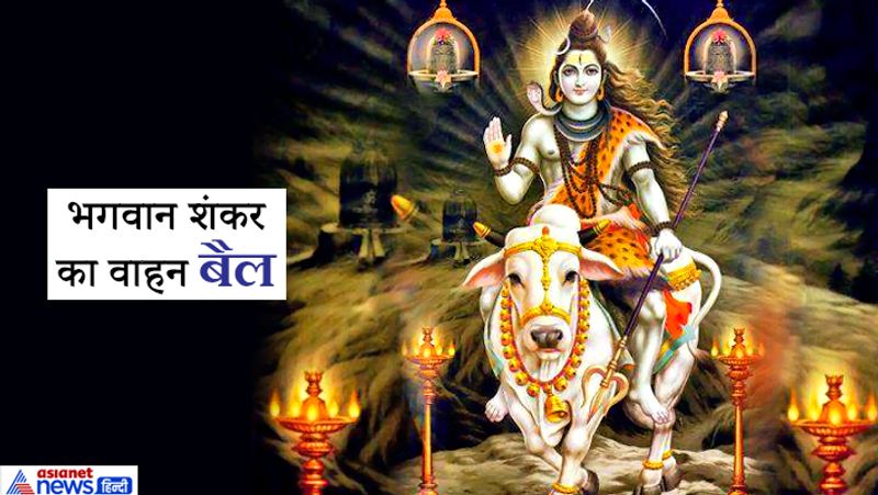 भगवान शंकर का वाहन बैल
धर्म ग्रंथों के अनुसार, भगवान शंकर का वाहन नंदी (बैल) है। बैल बहुत ही मेहनती जीव है। वह शक्तिशाली होने के बावजूद शांत एवं भोला होता है। वैसे ही भगवान शिव भी परमयोगी एवं शक्तिशाली होते हुए भी परम शांत एवं इतने भोले हैं कि उनका एक नाम ही भोलेनाथ जगत में प्रसिद्ध है।