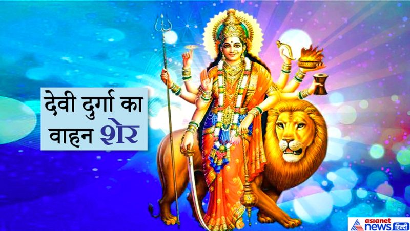 देवी दुर्गा का वाहन शेर
शास्त्रों में देवी दुर्गा का वाहन सिंह यानी शेर बताया गया है। शेर एक संयुक्त परिवार में रहने वाला प्राणी है। वह अपने परिवार की रक्षा करने के साथ ही सामाजिक रूप से वन में रहता है। वह वन का सबसे शक्तिशाली प्राणी होता है, किंतु अपनी शक्ति को व्यर्थ में व्यय नही करता। आवश्यकता पड़ने पर ही उसका उपयोग करता है।