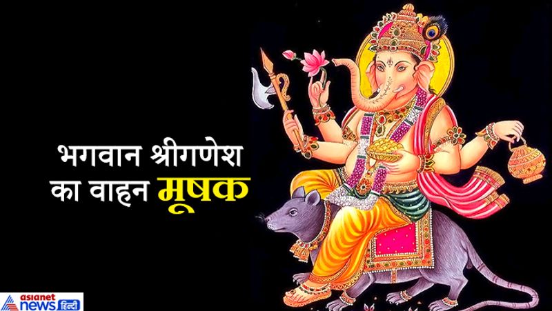 भगवान श्रीगणेश का वाहन मूषक
भगवान श्रीगणेश का वाहन है मूषक अर्थात चूहा। चूहे की विशेषता यह है कि यह हर वस्तु को कुतर डालता है। वह यह नही देखता की वस्तु आवश्यक है या अनावश्यक, कीमती है अथवा बेशकीमती। इसी प्रकार कुतर्की भी यह विचार नही करते की यह कार्य शुभ है अथवा अशुभ। अच्छा है या बुरा। वह हर काम में कुतर्कों द्वारा व्यवधान उत्पन्न करते हैं। श्रीगणेश बुद्धि एवं ज्ञान के देवता हैं तथा कुतर्क मूषक है, जिसे गणेशजी ने अपने नीचे दबा कर अपनी सवारी बना रखा है। यह हमारे लिए भी शिक्षा है कि कुतर्कों को परे कर उनका दमन कर ज्ञान को अपनाएं।