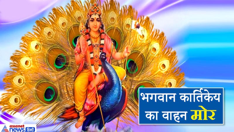 भगवान कार्तिकेय का वाहन मोर
धर्म ग्रंथों के अनुसार कार्तिकेय ने असुरों से युद्ध कर देवताओं को विजय दिलाई थी। अर्थात इनका युद्ध कौशल सबसे श्रेष्ठ है। अब यदि इनके वाहन मोर को देखें तो पता चलता है कि इसका मुख्य भोजन सांप है। सांप बहुत खतरनाक प्राणी है। इसलिए इसका शिकार करने के लिए बहुत ही स्फूर्ति और चतुराई की आवश्यकता होती है। इसी गुण के कारण मोर सेनापति कार्तिकेय का वाहन है।