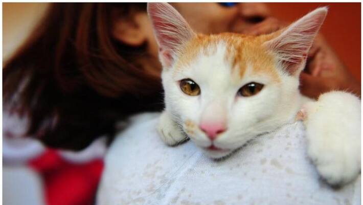 feline parvovirus affected cats death in wayand feline parvovirus affected cats death in wayand
