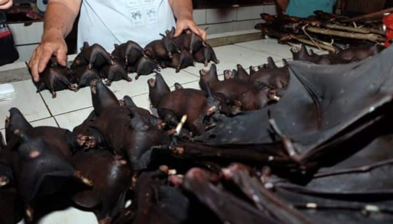 Wuhan lab was performing experiments on bats likely source of Coronavirus outbreak saysReport