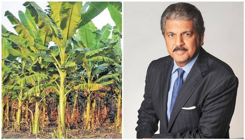 Banana Leaves Replace Plates At His Factories Amid Lockdown said anand mahindra