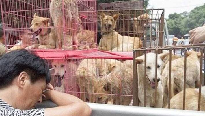 Chinese government reveals draft list of animals which can be farmed for meat Chinese government reveals draft list of animals which can be farmed for meat