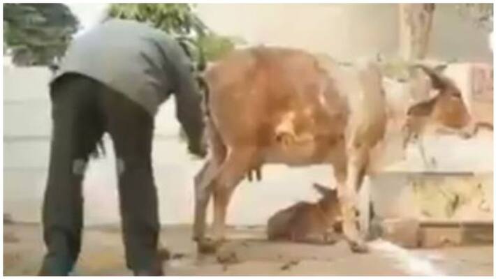 can cow urine prevent or cure coronavirus can cow urine prevent or cure coronavirus
