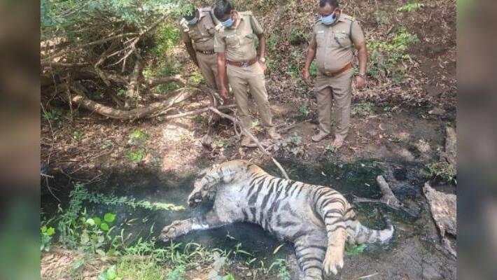 two tigers found dead in anai mala hills two tigers found dead in anai mala hills