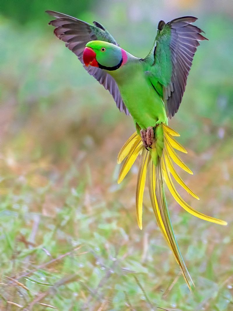 Vishesh Kamboj