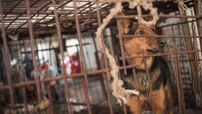 china dog meat ban...consumption by humans