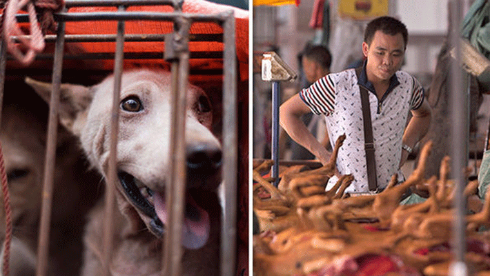 china dog meat ban...consumption by humans china dog meat ban...consumption by humans