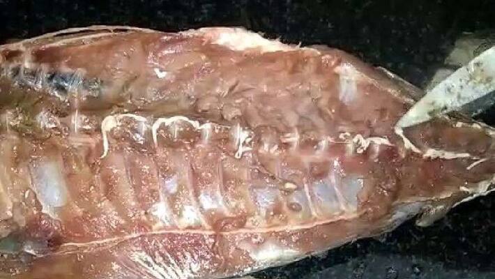 35786 kg damaged fish seized 35786 kg damaged fish seized